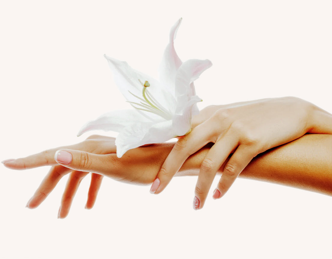 Close-up of a hand holding a white lily against a white background
